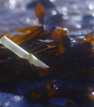 Plastic tampon applicator caught up in seaweed in the ocean showing the impact of period plastic on the planet.