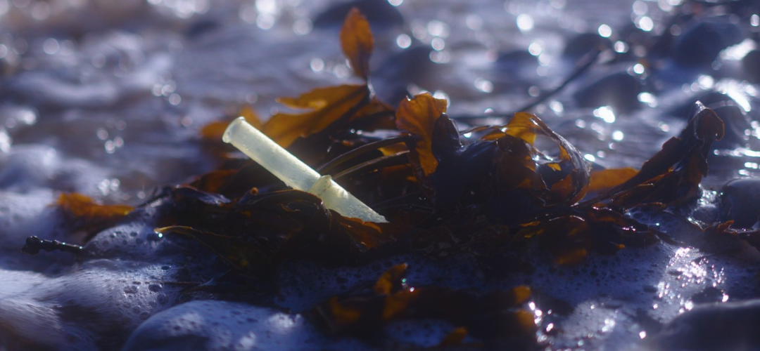 Plastic tampon applicator caught up in seaweed in the ocean showing the impact of period plastic on the planet.