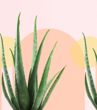 Green aloe vera plant in front of a pastel pink and yellow background