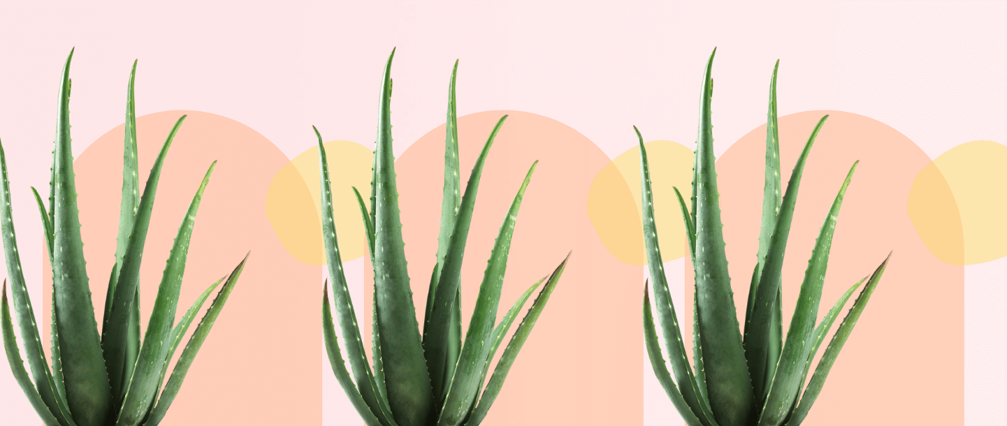 Green aloe vera plant in front of a pastel pink and yellow background