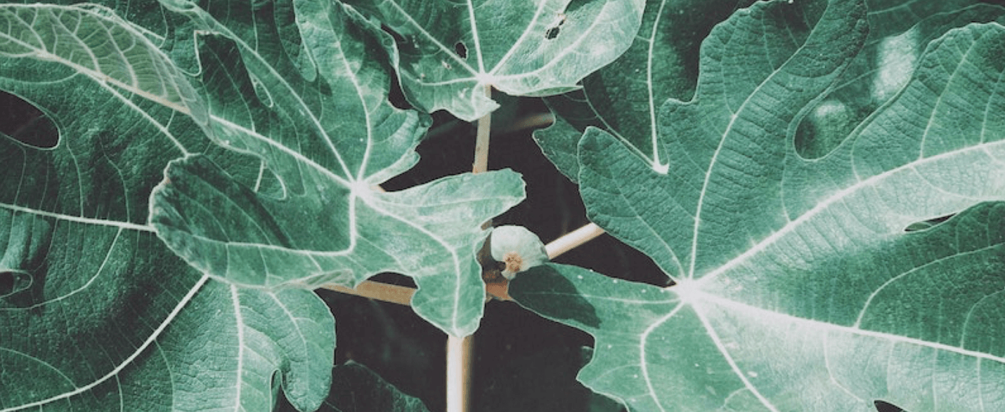 Shadow images of green plant leaves